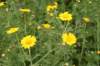 chrysanthemumcoronarium_small.jpg