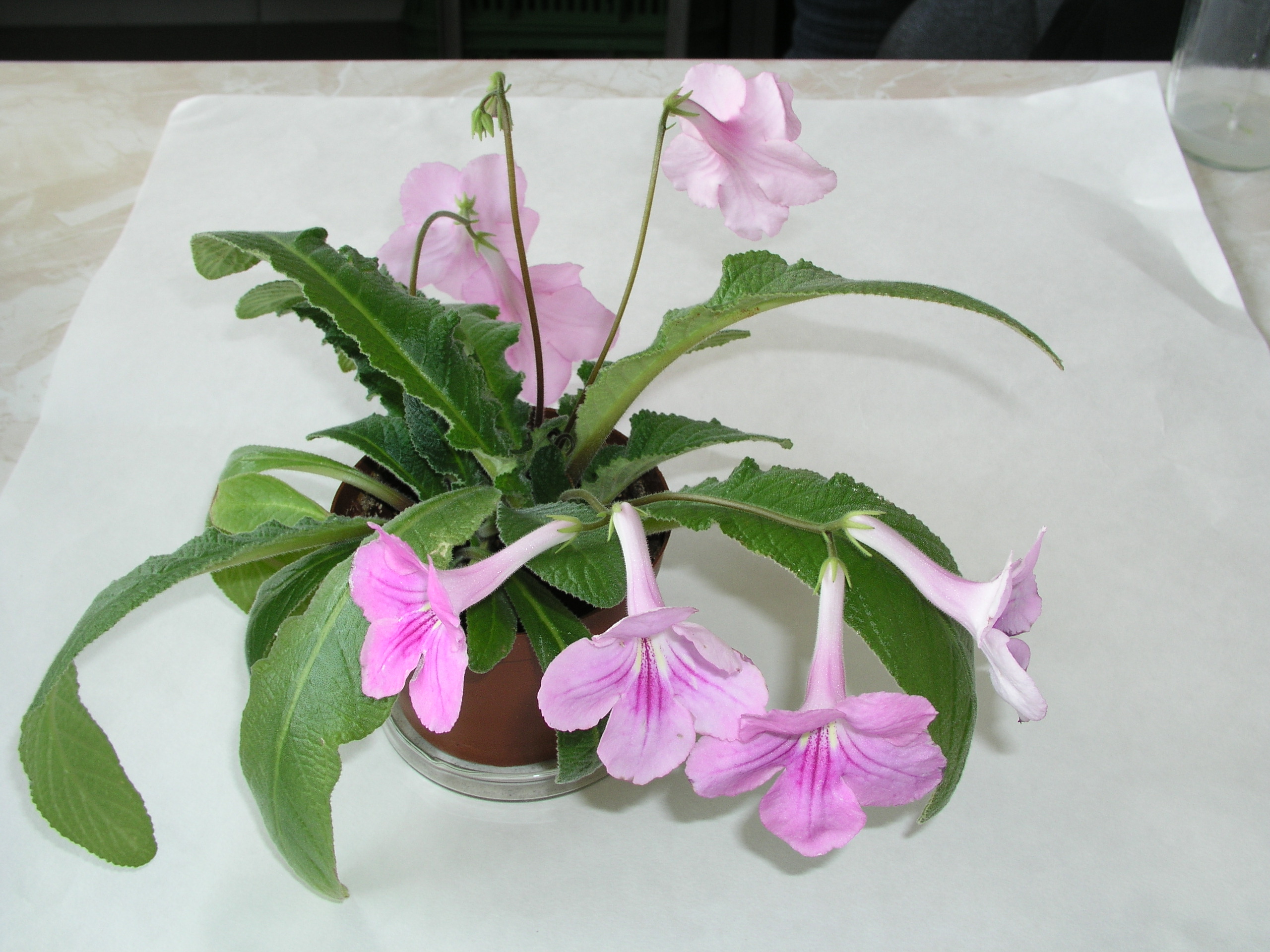 streptocarpus x hybridus