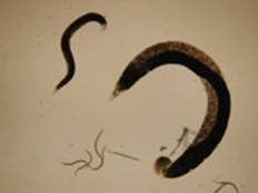 Entomopathogenic nematodes