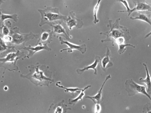 Spontaneous migration of HUVEC cells on amine rich surface