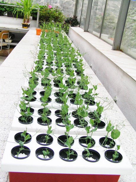 experimental thesis about plants Hints for thesis-as-a-series of papers (especially if including published-paper pdfs) check the school of plant biology thesis submission checklist 2) whole thesis each experimental chapter includes the following sections: summary. experimental thesis about plants Hints for thesis-as-a-series of papers (especially if including published-paper pdfs) check the school of plant biology thesis submission checklist 2) whole thesis each experimental chapter includes the following sections: summary.
