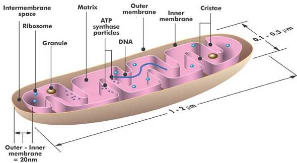 Schematic diagram of a mitochondrion