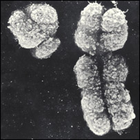 X and Y chromosomes, Indigo Instruments