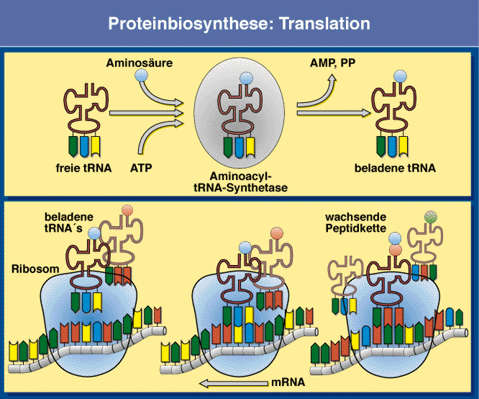 Proteinbiosynthese:Translation