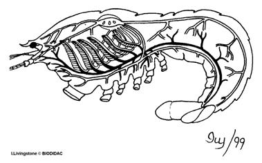[Image, BIODIDAC, CRUS050B.GIF Arthropoda Crustacea Circulatory system of a crayfish, or lobster. Appareil circulatoire dune crevisse ou du homard]