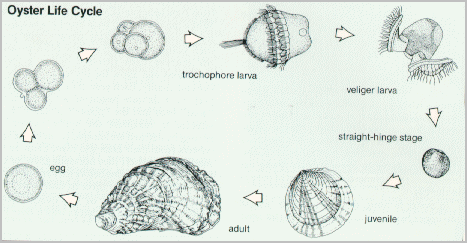 Figure of the oyster life cycle, from egg to trocophore larva to veliger larva to straight-hinge stage to juvenile to adult, and back to egg.