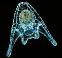 Pluteus larva