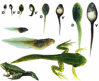Green frog Larvae