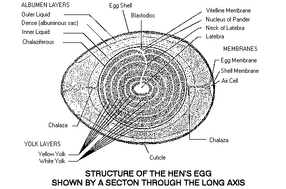 Egg Contents