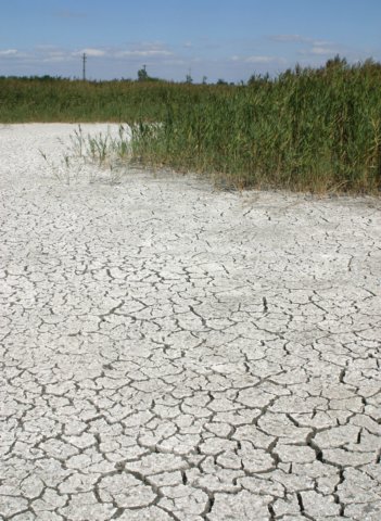 saltmarsh.jpg