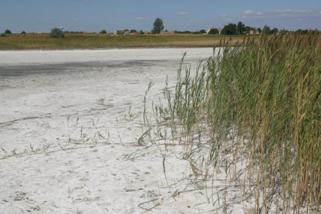 saltmarshphragmitesaustralis.jpg