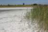 saltmarshphragmitesaustralis_small.jpg