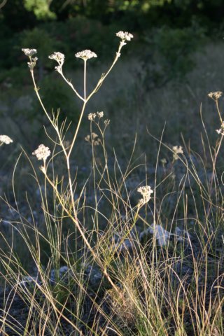 seselileucospermum.jpg
