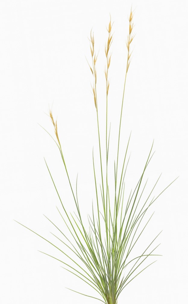 Helictochloa pratensis