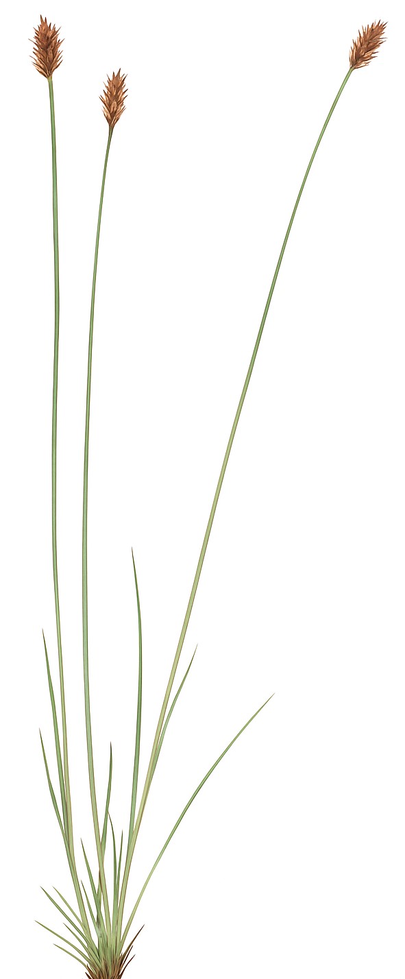 Carex davalliana