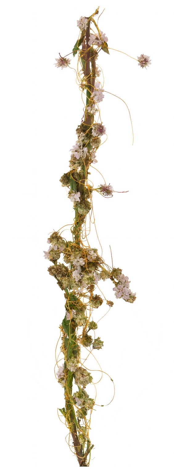 Cuscuta epithymum