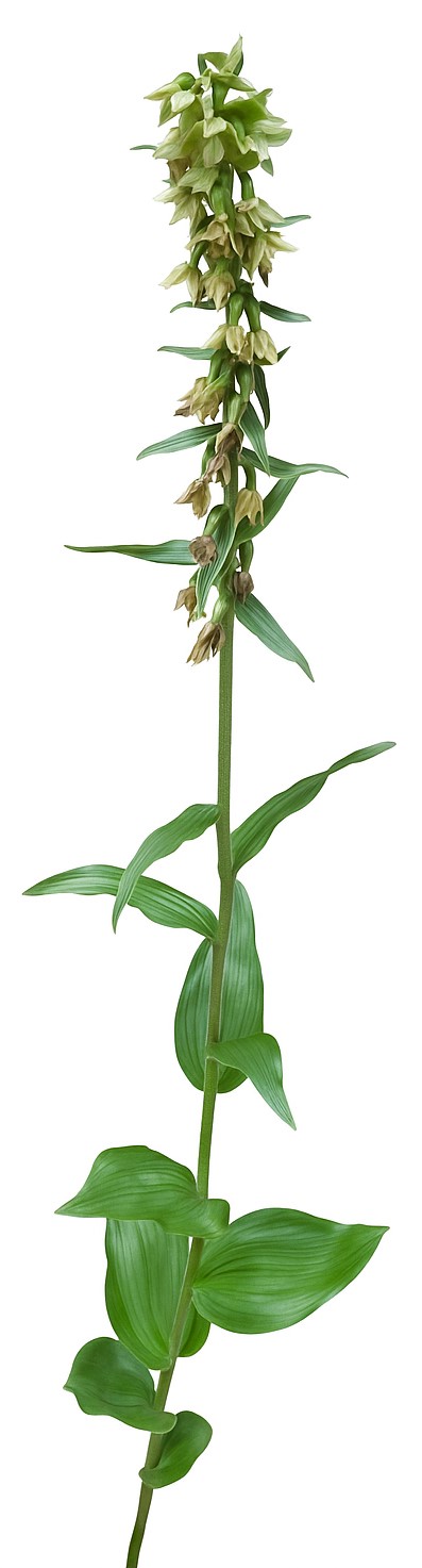 Epipactis helleborine