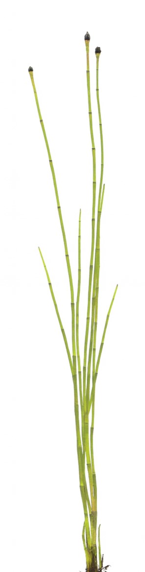 Equisetum variegatum