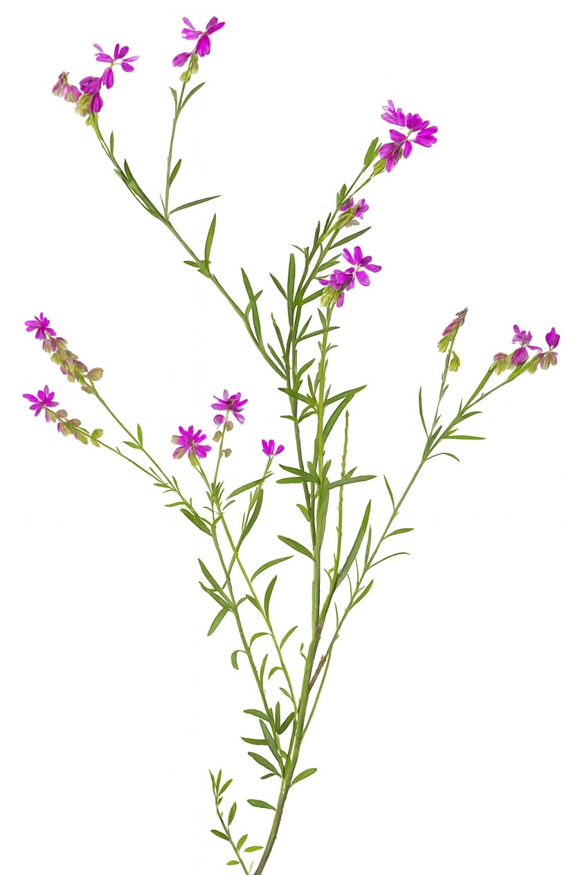 Polygala comosa