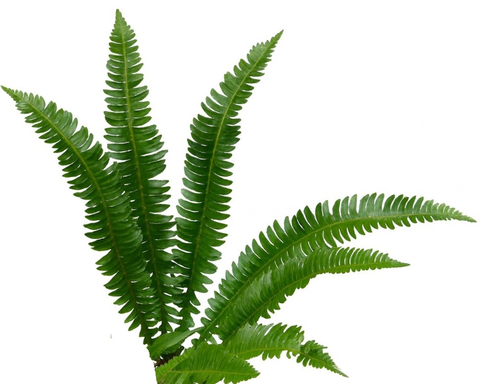 Polystichum lonchitis