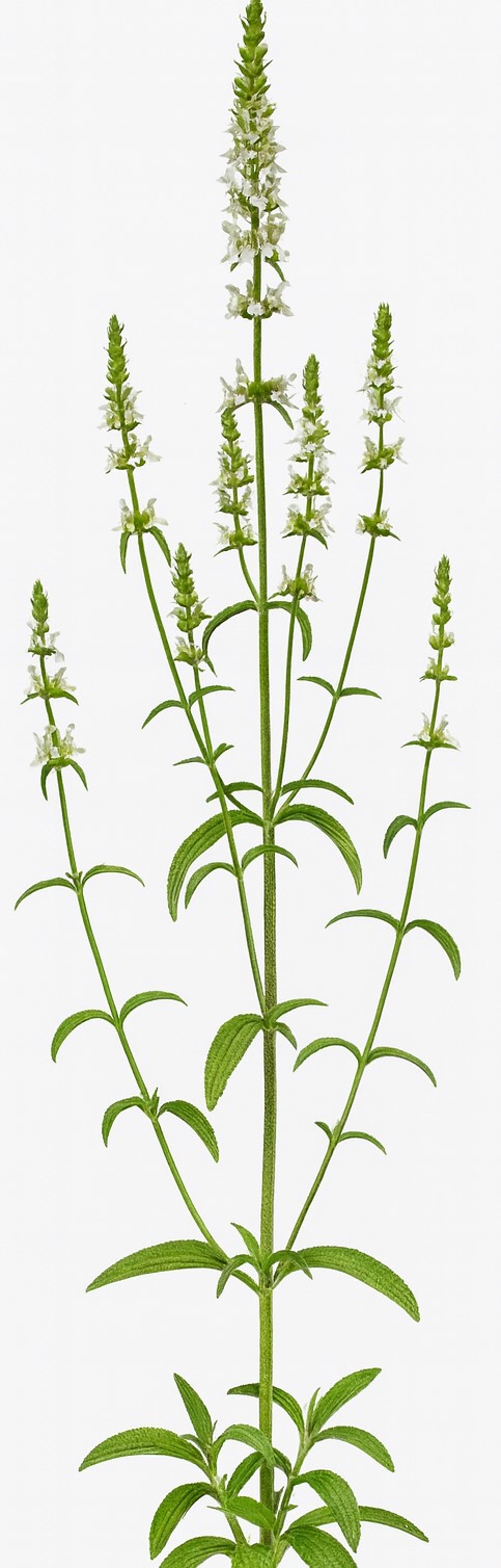 Stachys recta