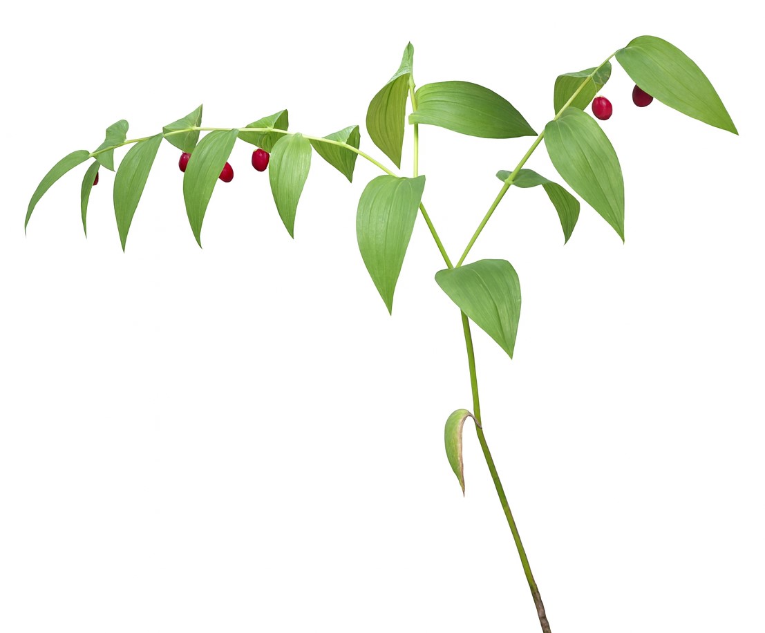 Streptopus amplexifolius