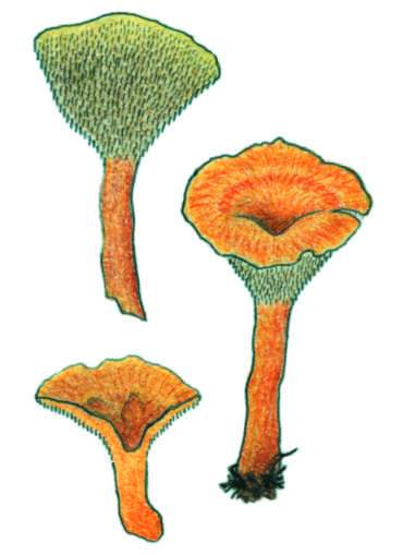Hydnellum aurantiacum - lokovec hndooranov