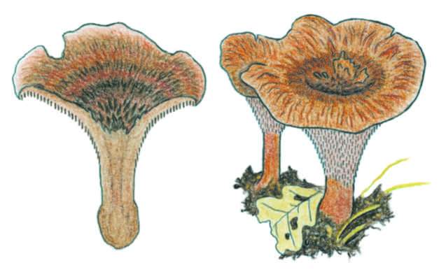 Hydnellum concrescens - lokovec psovan