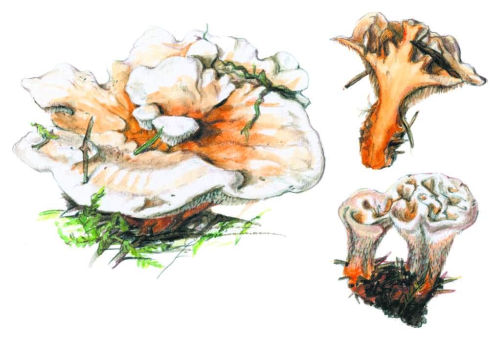 Hydnellum floriforme - lokovec oranov