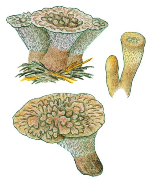Hydnellum scrobiculatum - lokovec ubkat