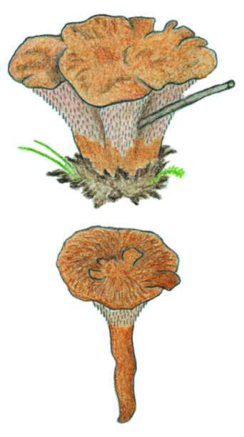 Hydnellum tardum - lokovec pozdn