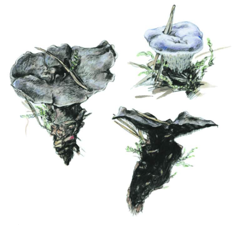 Phellodon niger - loek ern