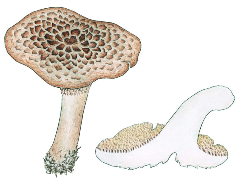 Sarcodon imbricatus - lok jelen