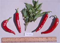 Aci Siuri pepper.