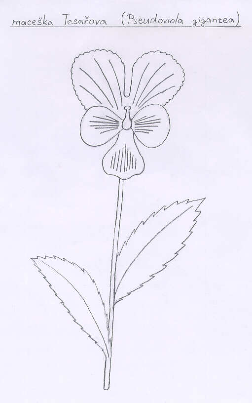 maceska Tesarova (Pseudoviola gigantea)