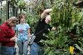 Greenhouse in Regensburg: Lycopodium squarrosum