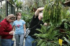 Greenhouse in Regensburg: Lycopodium squarrosum