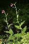 Cirsium waldsteinii