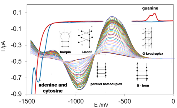 Elektrochemický (cyklická voltametrie)  a spektrální (CD spektra) výzkum  DNA fragmentu d(GCGAAGC)