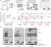 Paper in EMBO Journal: A novel mechanism of neuroblastoma multidrug resistance identified
