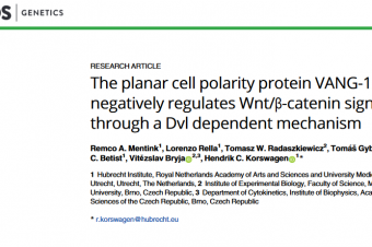The planar cell polarity protein VANG-1/Vangl negatively regulates Wnt/β-catenin signaling through a Dvl dependent mechanism