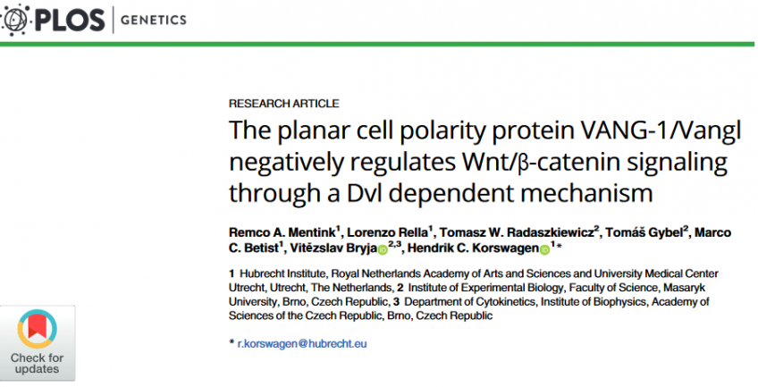 The planar cell polarity protein VANG-1/Vangl negatively regulates Wnt/β-catenin signaling through a Dvl dependent mechanism