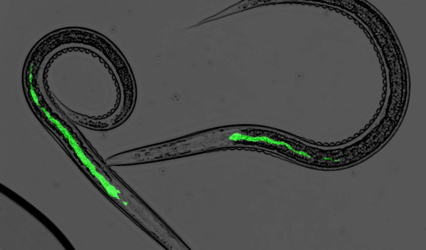 Special Issue „Insects, Nematodes and Their Symbiotic Bacteria“