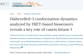Dishevelled-3 conformation dynamics analyzed by FRET-based biosensors reveals a key role of casein kinase 1