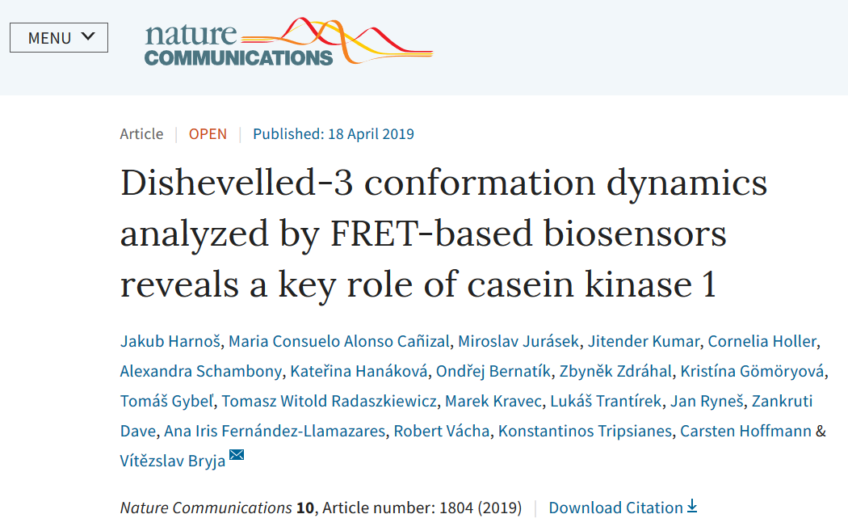 Dishevelled-3 conformation dynamics analyzed by FRET-based biosensors reveals a key role of casein kinase 1