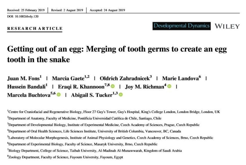 Getting out of an egg: Merging of tooth germs to create an egg tooth in the snake
