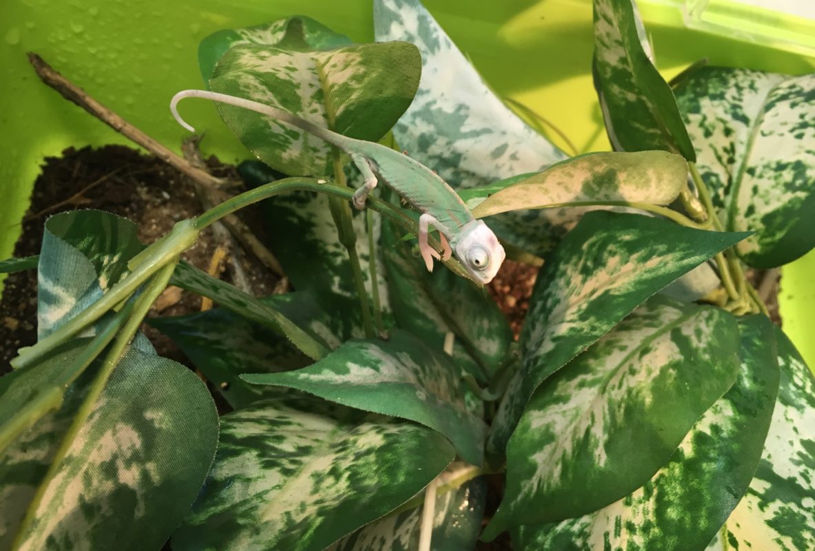 chameleon na umele rostline