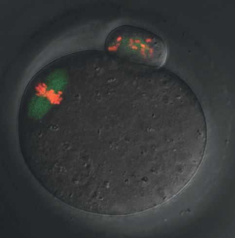 Aktualizovaný předmět: Bi6336 Biologie zárodečných buněk