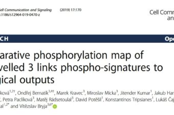 Comparative phosphorylation map of Dishevelled 3 links phospho-signatures to biological outputs.