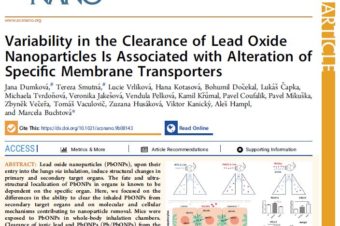 Variability in the Clearance of Lead Oxide Nanoparticles Is Associated with Alteration of Specific Membrane Transporters